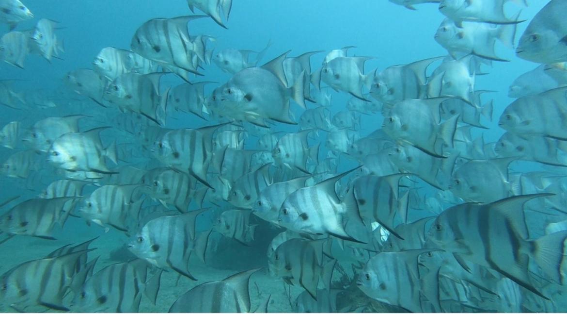 Snorkel In Islamorada's Clear Blue Waters * Islamorada