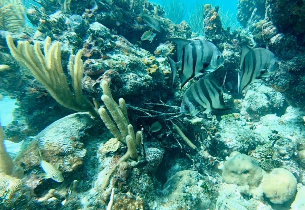 Botel Snorkel In Islamorada's Clear Blue Waters Islamorada