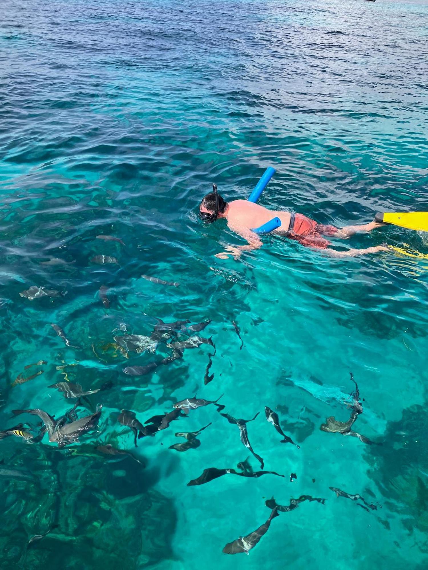 Snorkel In Islamorada's Clear Blue Waters Botel Islamorada