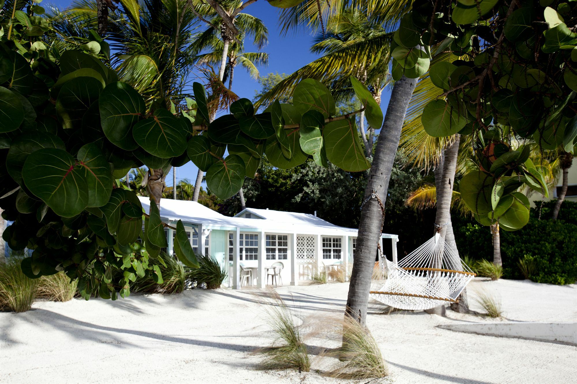 Pines & Palms